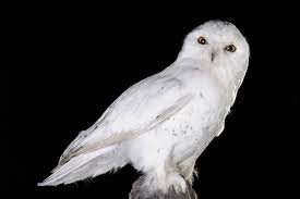Image result for Bubo scandiacus