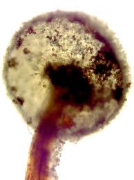 Attēlu rezultāti vaicājumam “Didymium bahiense stalked”