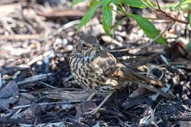 Attēlu rezultāti vaicājumam “Turdus philomelos juvenile”