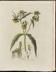 Attēlu rezultāti vaicājumam “Bidens cernua”