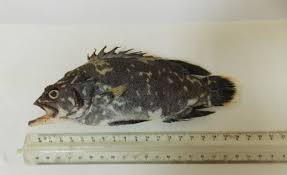 Image result for Polyprion americanus