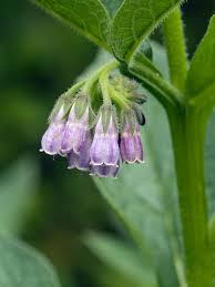 Image result for Symphytum officinale