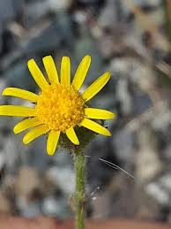 Attēlu rezultāti vaicājumam “Senecio viscosus flower”