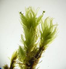 Attēlu rezultāti vaicājumam “Aulacomnium palustre”