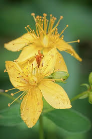 Attēlu rezultāti vaicājumam “Hypericum maculatum flower”