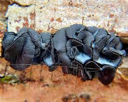 Attēlu rezultāti vaicājumam “Holwaya mucida”