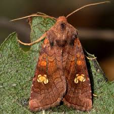 Attēlu rezultāti vaicājumam “Amphipoea”