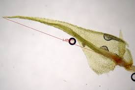 Attēlu rezultāti vaicājumam “Philonotis calcarea”