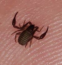 Attēlu rezultāti vaicājumam “Chelifer cancroides”