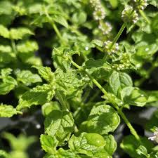 Attēlu rezultāti vaicājumam “Mentha spicata”