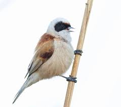 Image result for Remiz pendulinus