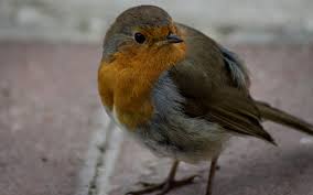 Attēlu rezultāti vaicājumam “Erithacus rubecula adult”