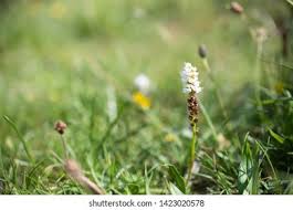 Attēlu rezultāti vaicājumam “Bistorta vivipara flower”