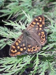 Attēlu rezultāti vaicājumam “Pararge aegeria”