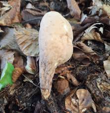 Attēlu rezultāti vaicājumam “Clavariadelphus pistillaris”