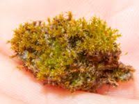 Attēlu rezultāti vaicājumam “Didymodon tophaceus”