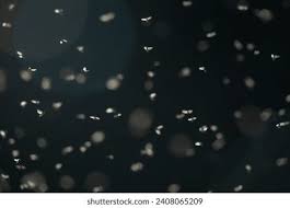 Attēlu rezultāti vaicājumam “Ephemera sp.”