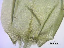 Attēlu rezultāti vaicājumam “Calliergon trifarium”