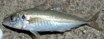 Image result for Trachurus mediterraneus