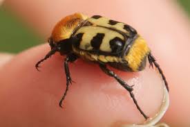 Attēlu rezultāti vaicājumam “Trichius fasciatus imago”