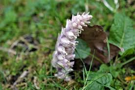 Attēlu rezultāti vaicājumam “Lathraea squamaria flower”