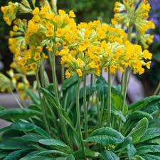 Image result for Primula veris