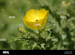 Attēlu rezultāti vaicājumam “Papaver argemone leaf”