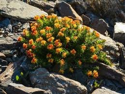 Attēlu rezultāti vaicājumam “Rhodiola rosea flower”
