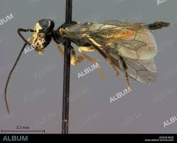 Attēlu rezultāti vaicājumam “Pamphiliidae”