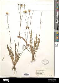 Attēlu rezultāti vaicājumam “Leontodon autumnalis”