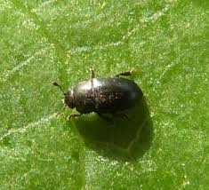 Attēlu rezultāti vaicājumam “Meligethes sp.”