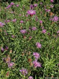 Attēlu rezultāti vaicājumam “Centaurea jacea fruit”