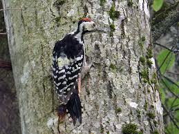 Attēlu rezultāti vaicājumam “Dendrocopos leucotos male”