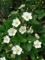 Attēlu rezultāti vaicājumam “Fragaria viridis leaf”
