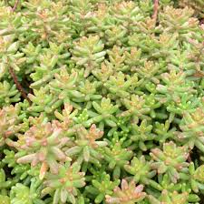 Attēlu rezultāti vaicājumam “Sedum album”