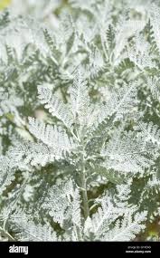 Image result for Chrysanthemum ptarmiciflorum