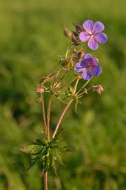 Image result for Geranium pratense