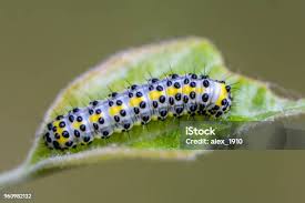 Attēlu rezultāti vaicājumam “Diloba caeruleocephala larva”
