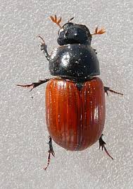 Attēlu rezultāti vaicājumam “Aphodius subterraneus”