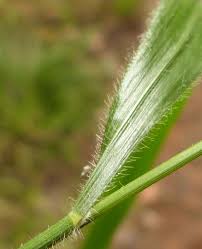 Attēlu rezultāti vaicājumam “Brachypodium sylvaticum leaf”
