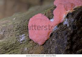 Attēlu rezultāti vaicājumam “Dictydiaethalium plumbeum spores”