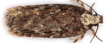 Attēlu rezultāti vaicājumam “Depressaria olerella”