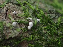 Attēlu rezultāti vaicājumam “Didymium clavus”