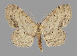 Attēlu rezultāti vaicājumam “Idaea dimidiata”