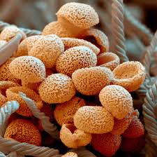 Attēlu rezultāti vaicājumam “Trichia flavicoma spores”