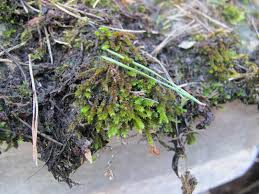 Attēlu rezultāti vaicājumam “Leucodon sciuroides”