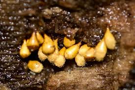 Attēlu rezultāti vaicājumam “Hemitrichia clavata stalked”