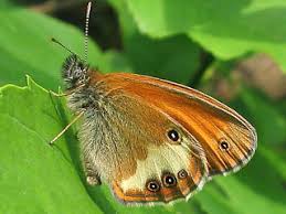 Attēlu rezultāti vaicājumam “Coenonympha arcania underside”