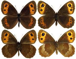 Attēlu rezultāti vaicājumam “Erebia aethiops”