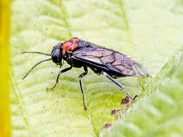 Attēlu rezultāti vaicājumam “Eriocampa ovata larva”